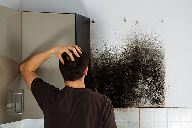 Best Residential Mold Remediation in Colby, KS